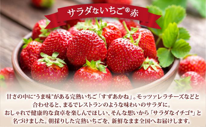 ＜2026年先行予約＞ サラダないちご（赤・白）ご褒美 苺 最旬 贈答 ギフト プレゼント 果物 フルーツ イチゴ 北海道 伊達【ecg-003】 赤・白