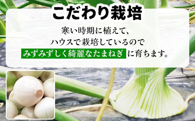 【2026年6月中旬発送】白玉ねぎ 4kg 北海道 伊達産 タマネギ 玉葱 サラダ [famy-002]