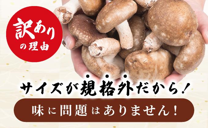 訳あり 湘南しいたけ 生 しいたけ 1.5kg 規格外 訳アリ しいたけ シイタケ 椎茸 きのこ キノコ ヘルシー 栄養 肉厚 ジューシー フレッシュ 国産 産地直送 アレンジ BBQ バーベキュー 北海道 伊達市【農福連携】