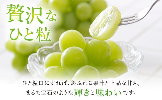 ＜先行予約＞シャインマスカット 2房（1kg以上）化粧箱入り 2房(1kg以上)