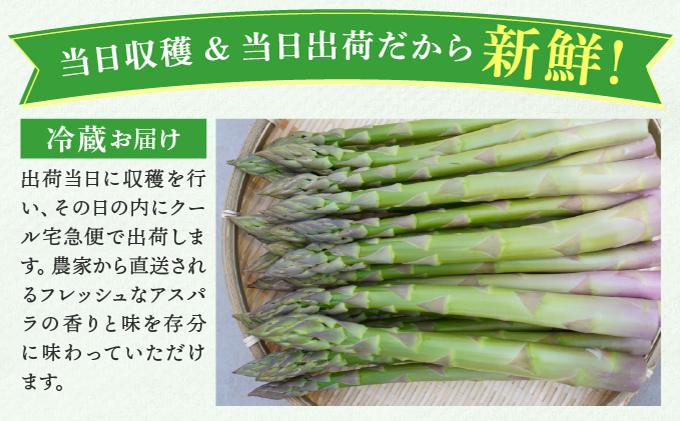 【2026年先行予約】太くてあまーい 北海道産 春芽 アスパラ (約1kg／LL中心＋3L・L混合) 先行予約 新鮮 採れたて直送 旬 野菜 あすぱら 農家直送 北海道 1kg