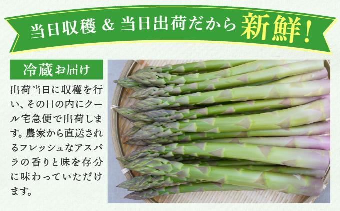【2026年先行予約】太くてあまーい 北海道産 春芽 アスパラ (約2kg／LL中心＋3L・L混合) 先行予約 新鮮 採れたて直送 旬 野菜 あすぱら 農家直送 北海道 2kg