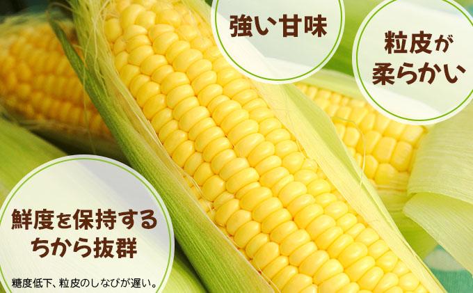 【 2026年先行予約】北海道 朝もぎ とうもろこし 恵味 ゴールド L-LLサイズ 10本 スイート コーン トウモロコシ とうきび 旬 完熟 野菜 採れたて 朝採り 甘い めぐみ 産地直送 道産 送料無料[55250828] 10本
