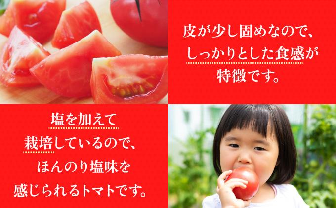 【2026年 発送 】 先行予約 北海道 伊達市 高糖度 トマト 北赤妃 きせき 約1kg  1箱 Mサイズ とまと 新鮮 ジューシー 産地直送 約1kg 1箱 Mサイズ