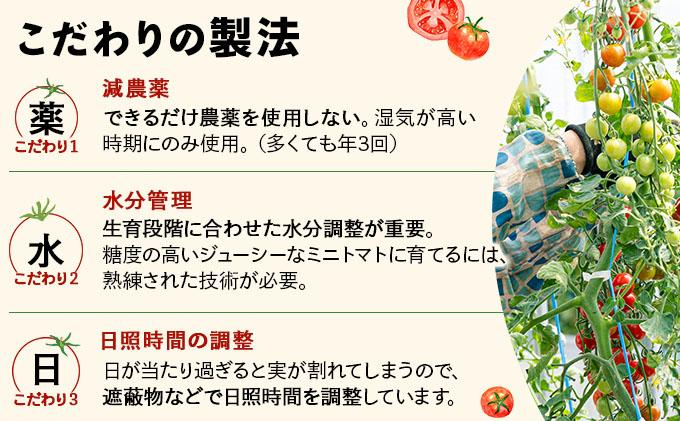 【2026年先行予約】北海道産 ミニトマト ネネ 約9kg フルーツトマト プチトマト 甘い 濃厚 彩り 鮮やか 希少 お中元 お歳暮 暑中見舞い 帰省土産 ご自宅用 産地直送 大滝農園 送料無料 北海道 伊達［55250836］ 約9kg