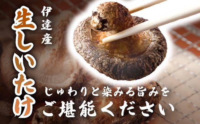 訳あり 湘南しいたけ 生 しいたけ 1.5kg 規格外 訳アリ しいたけ シイタケ 椎茸 きのこ キノコ ヘルシー 栄養 肉厚 ジューシー フレッシュ 国産 産地直送 アレンジ BBQ バーベキュー 北海道 伊達市【農福連携】