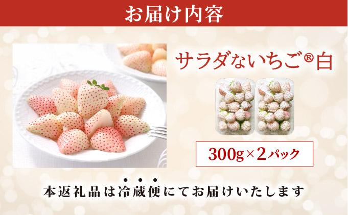 ＜2026年先行予約＞ サラダないちご（白）ご褒美 苺 最旬 贈答 ギフト プレゼント 果物 フルーツ イチゴ 北海道 伊達【ecg-001】 白