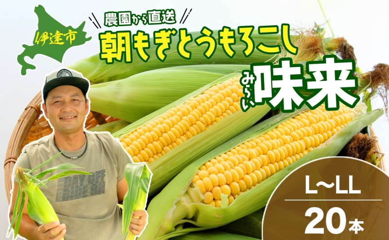 北海道産 とうもろこし 味来 L～LLサイズ 20本入り トウモロコシ みらい ミライ とうきび スイート イエロー コーン 旬 新鮮 朝もぎ 農作物  甘い お取り寄せ 産地直送 takke farm 送料無料 北海道: 伊達市ANAのふるさと納税