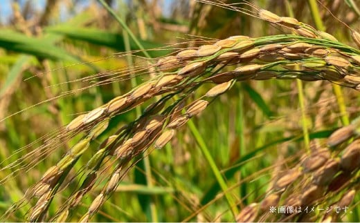 【令和6年産】寒地稲作発祥の地 北広島市産 赤毛米5kg