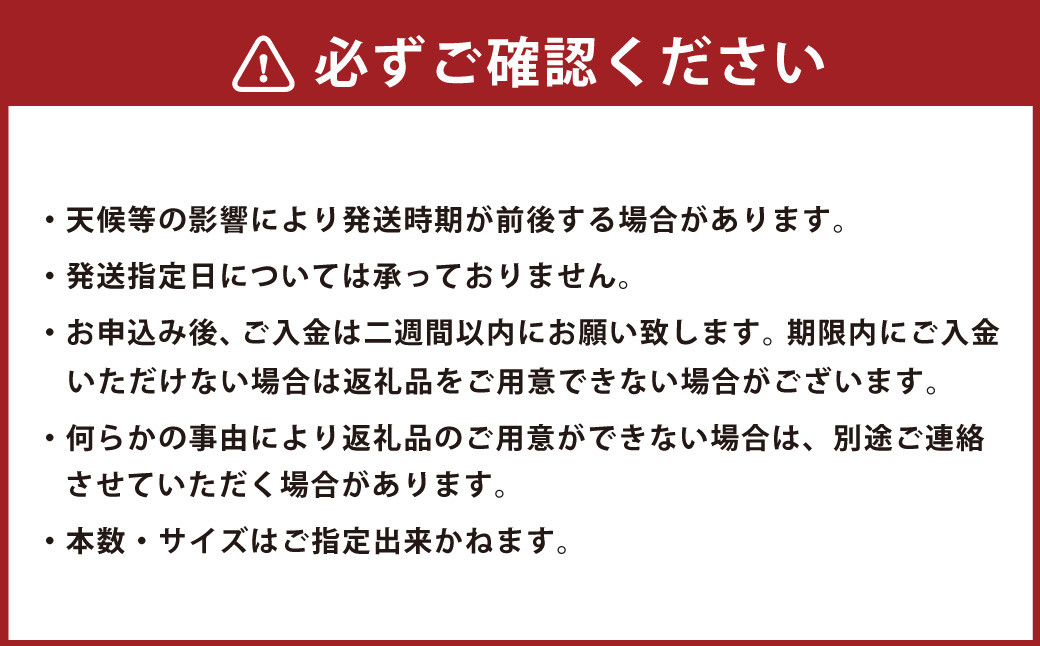 北海道生ヤーコン 6kg
