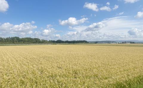 田園交響楽 ゆめぴりか 5kg お米 精米 白米