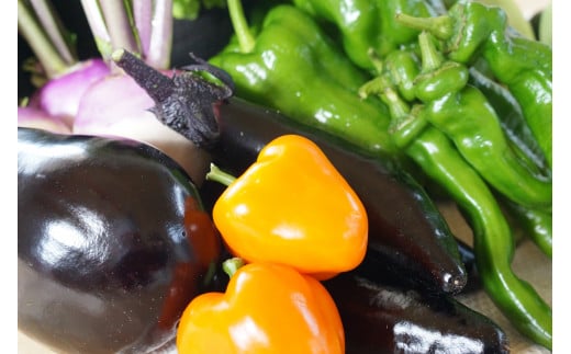 【4ヶ月隔月定期便】 季節の野菜詰め合わせ ～有機野菜セットA