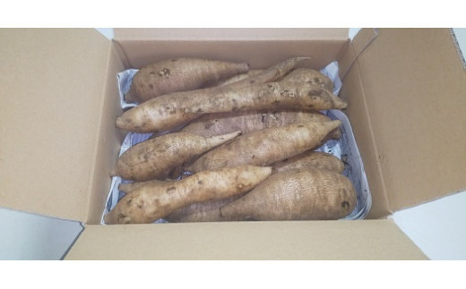 北海道生ヤーコン 6kg