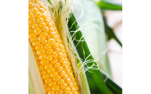 きたいろトマト （2.1kg）と 朝もぎトウキビ （21本）のセット