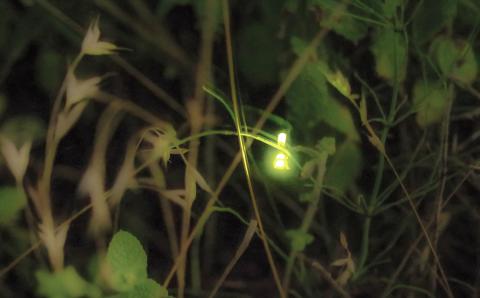 田園交響楽 ゆめぴりか 5kg お米 精米 白米