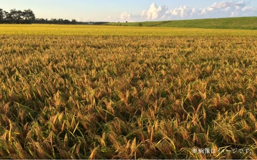 【令和6年産】寒地稲作発祥の地 北広島市産 赤毛米5kg