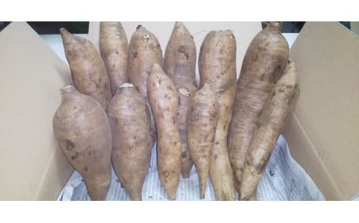 北海道生ヤーコン 6kg