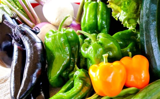 【有機JAS認定】【5ヶ月隔月定期便】 季節の野菜詰め合わせ ～有機野菜セットB