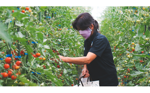 有機JAS認定 「きたいろトマト」 1.3kg×2箱 （2.6kg）