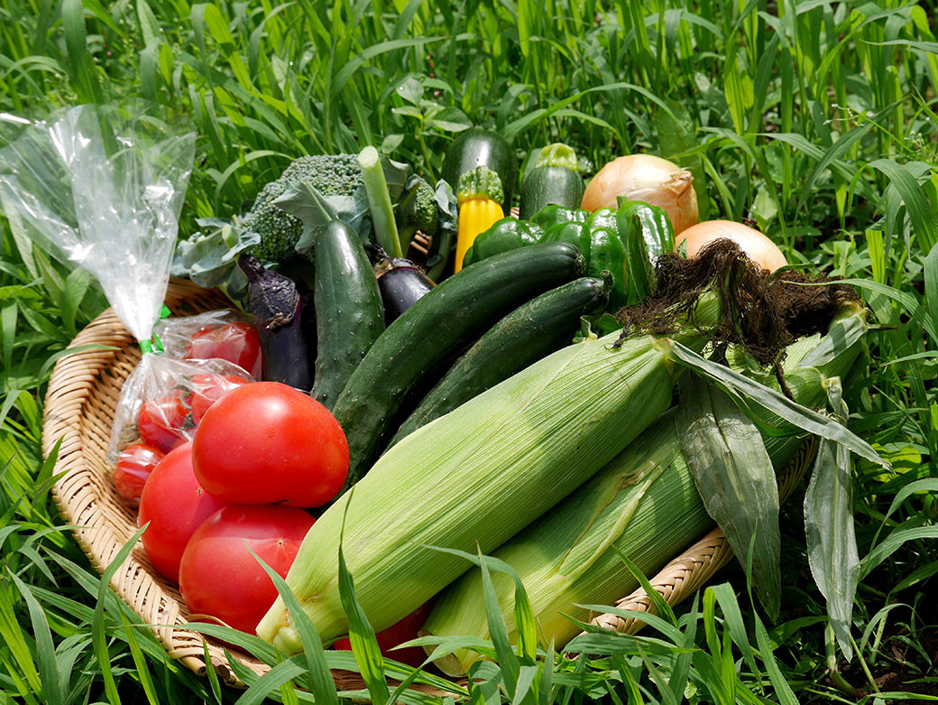 季節の野菜セット 季節 野菜 セット 北海道 北広島市