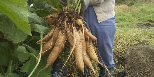 北海道生ヤーコン 6kg