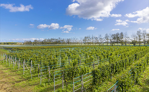 330006001 石狩市産ぶどう100%で醸造したワイン2銘柄 赤・白ワ