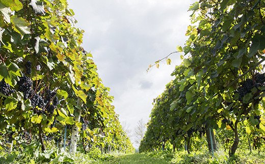 330009001 石狩市産ぶどうで作ったスパークリング 2本セット