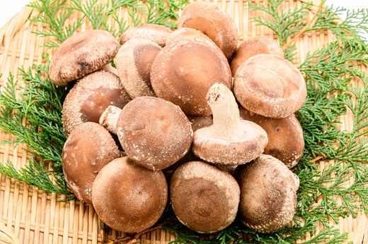 北海道の自然で育った 極撰 肉厚しいたけ 1kg HOKBA001