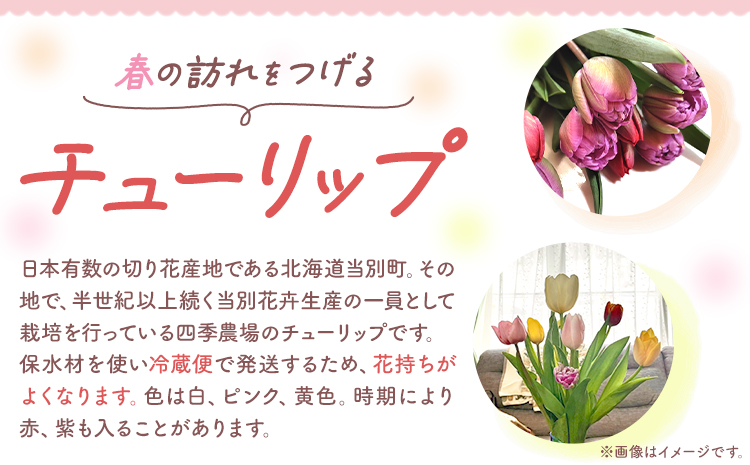 【1-280】チューリップ 切花 20本（2品種×各10本）四季農場《2月中旬-4月上旬頃出荷》北海道 当別町 花 お花 はな チューリップ 春 切り花 冷蔵便 北海道産 当別町産 インテリア