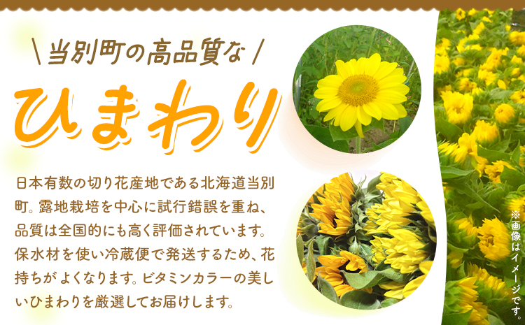 【1-282】ひまわり 切花 20本 黄色 オレンジ 四季農場《6月上旬-10月中旬頃出荷》北海道 当別町 花 お花 はな ひまわり 夏 切り花 冷蔵便 北海道産 当別町産 インテリア	