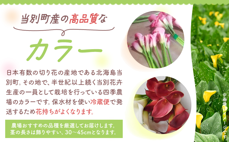 【1-285】 カラー 切花 20本（2～3品種）四季農場《8月上旬-10月末頃出荷》北海道 当別町 花 お花 はな カラー 切り花 冷蔵便 北海道産 当別町産 インテリア