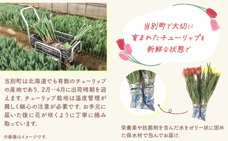 【1-280】チューリップ 切花 20本（2品種×各10本）四季農場《2月中旬-4月上旬頃出荷》北海道 当別町 花 お花 はな チューリップ 春 切り花 冷蔵便 北海道産 当別町産 インテリア