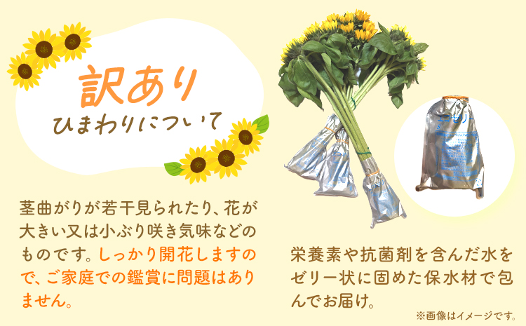 【1-284】【訳あり】ひまわり 切花 30本 黄色 オレンジ 四季農場《6月上旬-10月中旬頃出荷》北海道 当別町 花 お花 はな ひまわり 夏 切り花 冷蔵便 北海道産 当別町産 インテリア