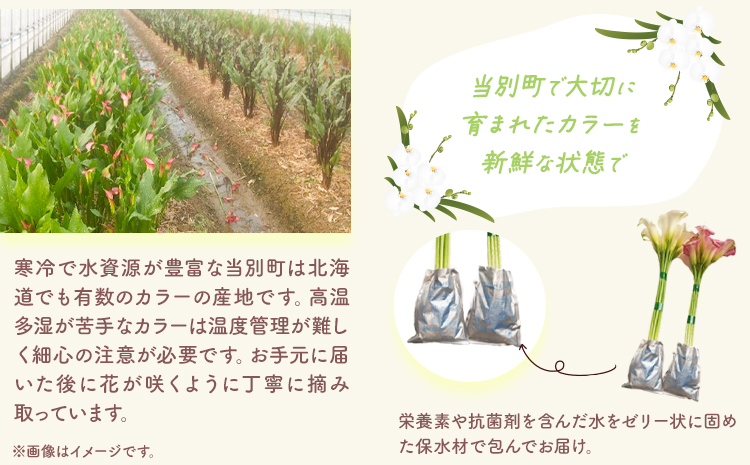 【1.5-286】 カラー 切花 30本（3～4品種）四季農場《8月上旬-10月末頃出荷》北海道 当別町 花 お花 はな カラー 切り花 冷蔵便 北海道産 当別町産 インテリア