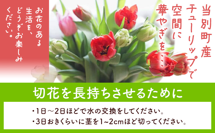 【1-280】チューリップ 切花 20本（2品種×各10本）四季農場《2月中旬-4月上旬頃出荷》北海道 当別町 花 お花 はな チューリップ 春 切り花 冷蔵便 北海道産 当別町産 インテリア