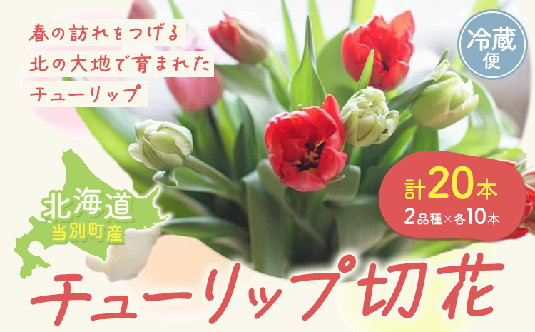 【1-280】チューリップ 切花 20本（2品種×各10本）四季農場《2月中旬-4月上旬頃出荷》北海道 当別町 花 お花 はな チューリップ 春 切り花 冷蔵便 北海道産 当別町産 インテリア