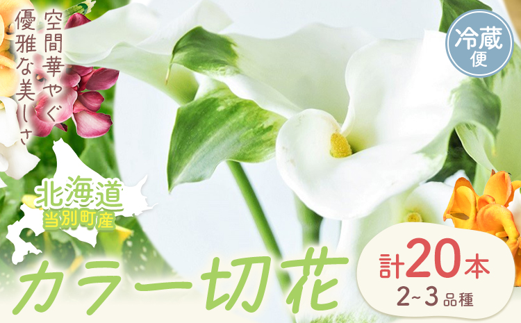 【1-285】 カラー 切花 20本（2～3品種）四季農場《8月上旬-10月末頃出荷》北海道 当別町 花 お花 はな カラー 切り花 冷蔵便 北海道産 当別町産 インテリア