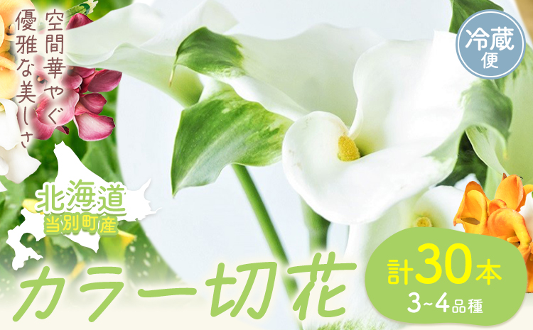 【1.5-286】 カラー 切花 30本（3～4品種）四季農場《8月上旬-10月末頃出荷》北海道 当別町 花 お花 はな カラー 切り花 冷蔵便 北海道産 当別町産 インテリア
