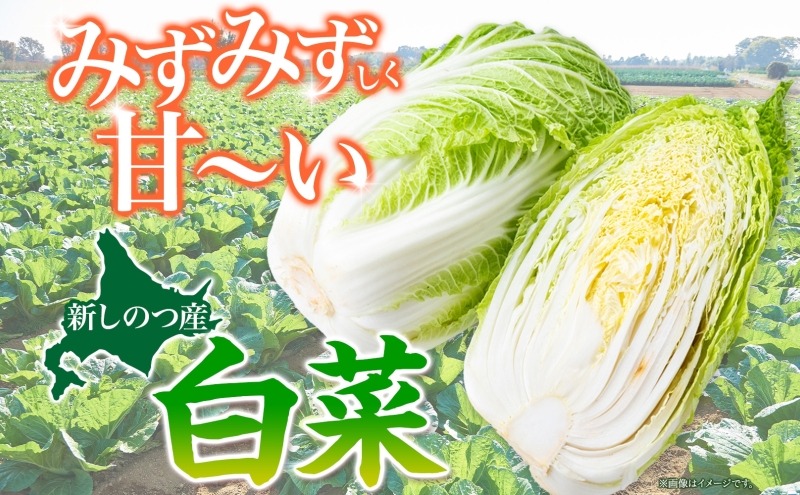 新しのつ産 白菜 2玉 約6kg はくさい ハクサイ 旬 国産 新鮮 北海道産 甘い シャキシャキ 漬物 冬料理 鍋 キムチ サラダ 産地直送 お取り寄せ 北海道 新篠津村