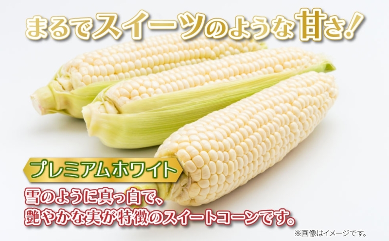北海道 新しのつ産 とうもろこし プレミアムホワイト 2L 8本 白 トウモロコシ とうきび コーン 旬 野菜 甘い お取り寄せ 国産 人気 BBQ JA新しのつ 送料無料 新篠津