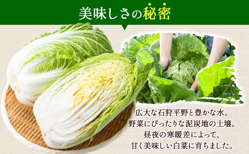 新しのつ産 白菜 1玉 約3kg はくさい ハクサイ 旬 国産 新鮮 北海道産 甘い シャキシャキ 漬物 冬料理 鍋 キムチ サラダ 産地直送 お取り寄せ 北海道 新篠津村