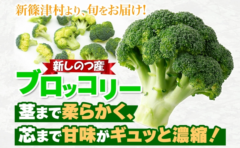 北海道 新しのつ産 ブロッコリー 20玉 グリーン野菜 旬 野菜 甘い お取り寄せ 国産 農作物 JA新しのつ 送料無料 新篠津村