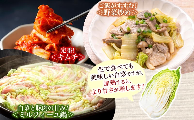 新しのつ産 白菜 1玉 約3kg はくさい ハクサイ 旬 国産 新鮮 北海道産 甘い シャキシャキ 漬物 冬料理 鍋 キムチ サラダ 産地直送 お取り寄せ 北海道 新篠津村