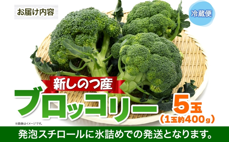 北海道 新しのつ産 ブロッコリー 5玉 グリーン野菜 旬 野菜 甘い お取り寄せ 国産 農作物 JA新しのつ 送料無料 新篠津村