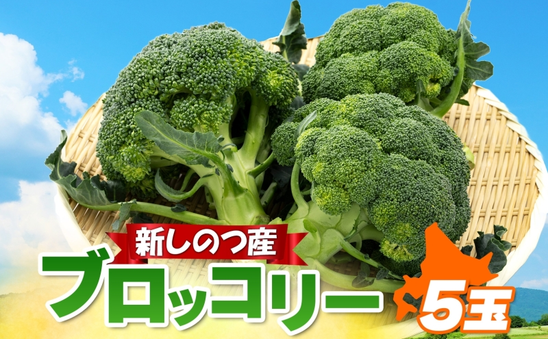 北海道 新しのつ産 ブロッコリー 5玉 グリーン野菜 旬 野菜 甘い お取り寄せ 国産 農作物 JA新しのつ 送料無料 新篠津村