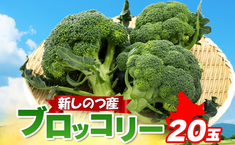 北海道 新しのつ産 ブロッコリー 20玉 グリーン野菜 旬 野菜 甘い お取り寄せ 国産 農作物 JA新しのつ 送料無料 新篠津村