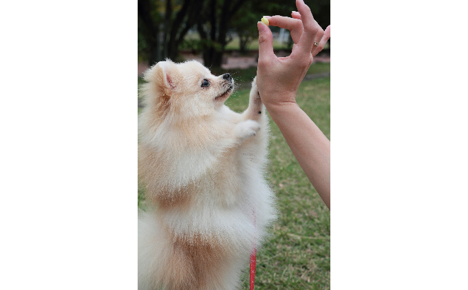 米どころが作る無添加小型犬用おやつ『おりこうさんパフ』セット 2種各3パック