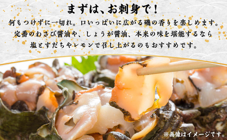 【期間限定】離島小島産 活サザエ ２kg 大きいサイズ 8個～10個 冷蔵 濃厚 海鮮 北海道 特産品 新鮮 刺身 焼き物 つぼ焼き バター炒め 炊き込みご飯 お取り寄せ 松前町 MATO001