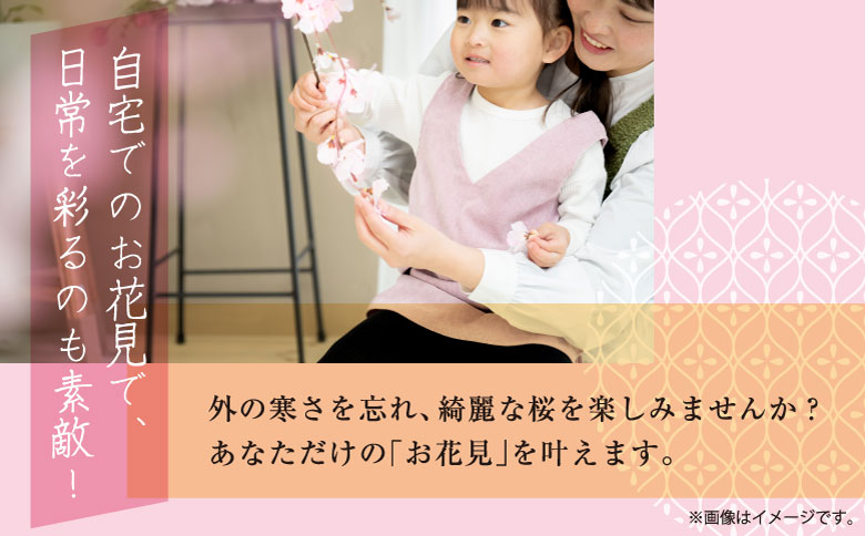 【希少・産地直送】花守が代々守り育てた桜の枝 30cm × 3本 北海道 松前町