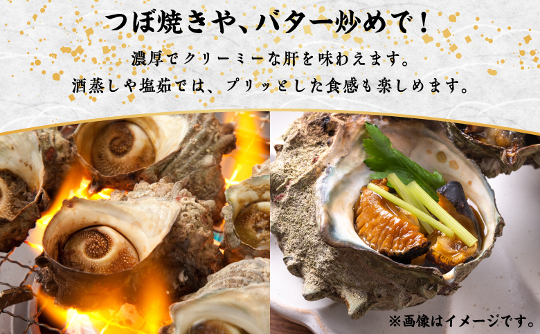 【期間限定】離島小島産 活サザエ ２kg 大きいサイズ 8個～10個 冷蔵 濃厚 海鮮 北海道 特産品 新鮮 刺身 焼き物 つぼ焼き バター炒め 炊き込みご飯 お取り寄せ 松前町 MATO001